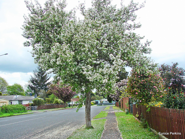 Covered in blossom