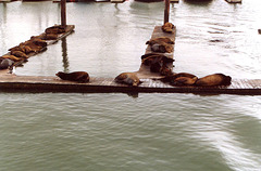San Francisco Seals