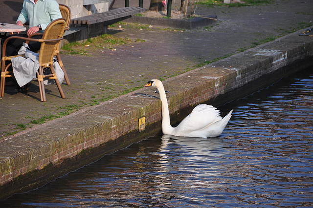 Crisis news: swan reduced to begging