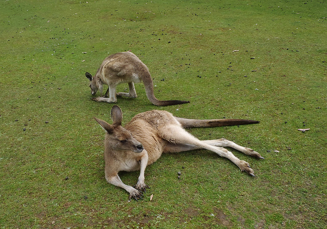 Tassie trip