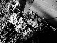 The stubborn Columbine refuses to acknowledge winter