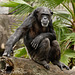 Chimpanzee 111213