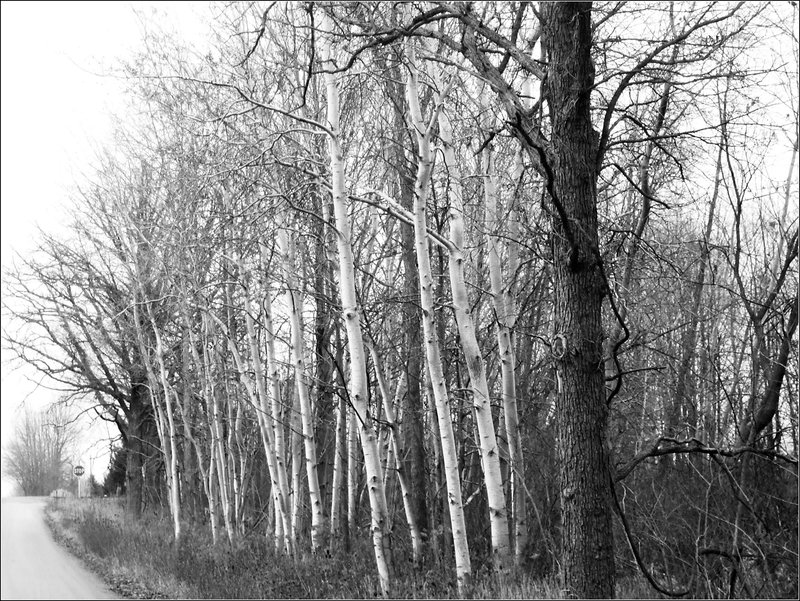Kenyon Road