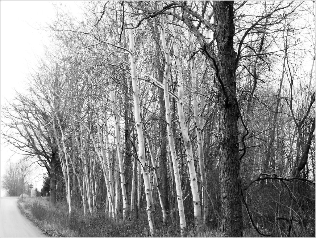 Kenyon Road