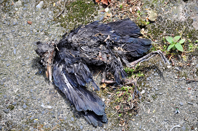 Dead bird