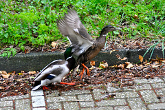 Married life of Ducks