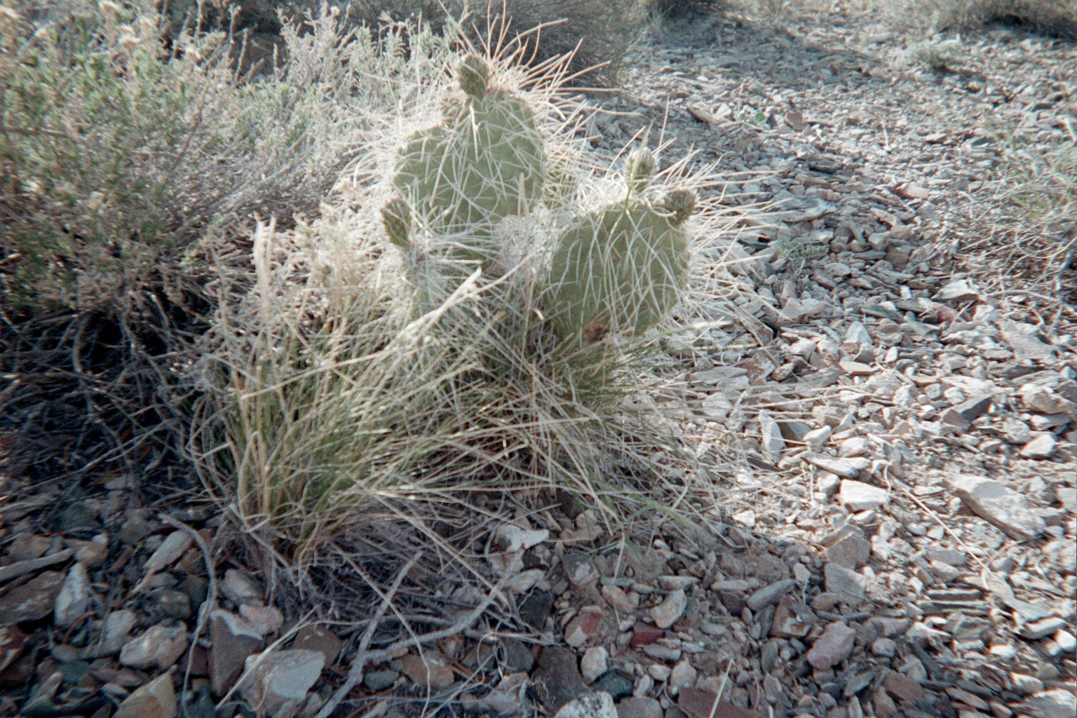 Inyo Mtns 10