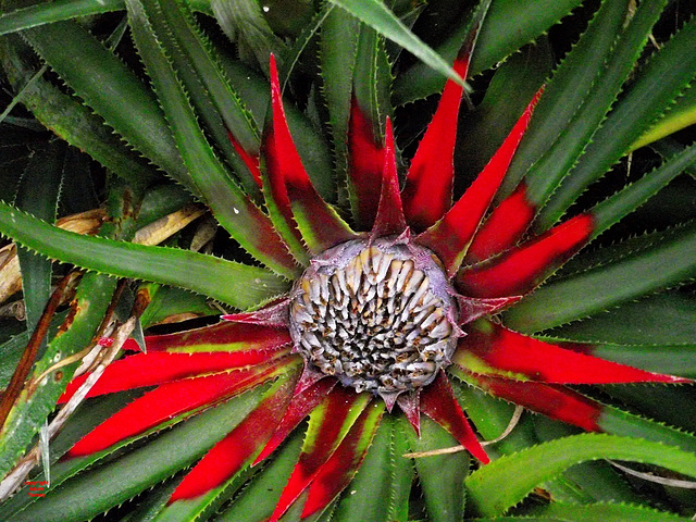 CACTUS FLOWER