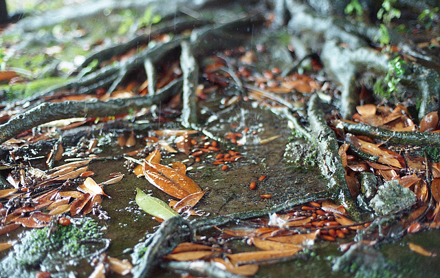 Acorns soaked in rain water
