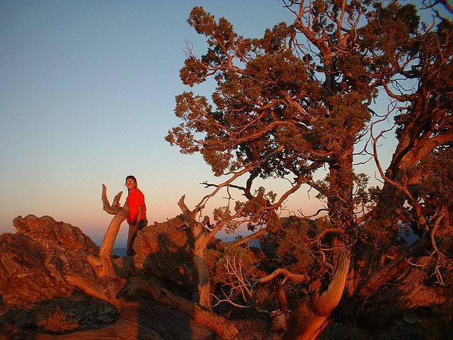 Bristlecone 07