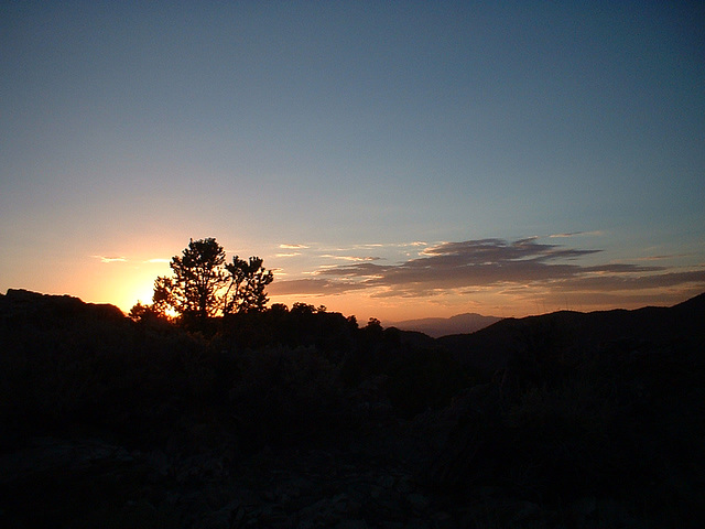 Bristlecone 08