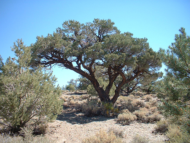 Bristlecone 10