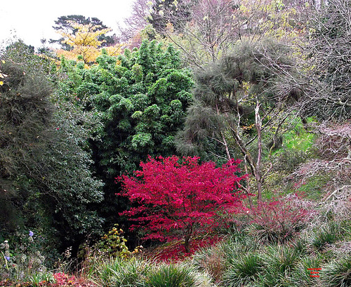 LEAF COLOURS