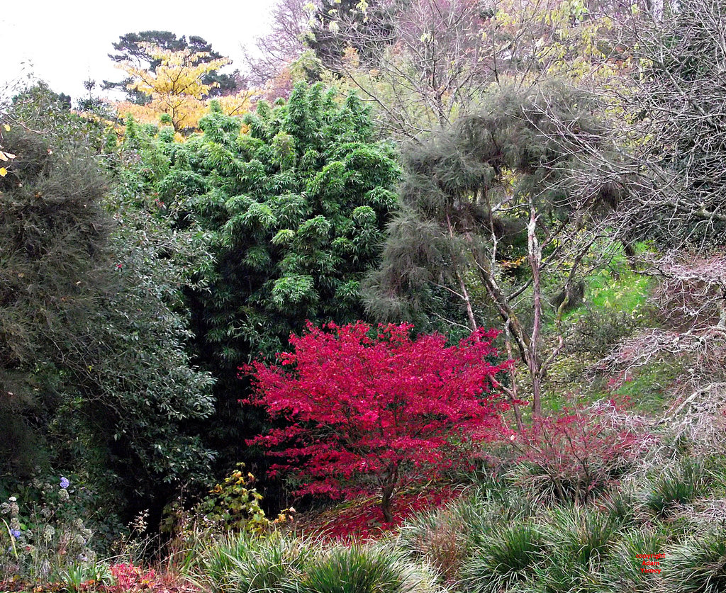 LEAF COLOURS