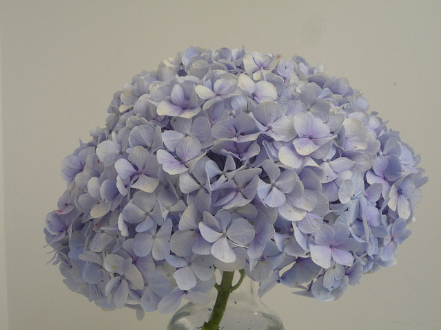 Hortensias celestes en San José