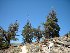 Bristlecone 16