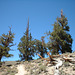 Bristlecone 16