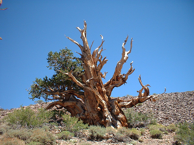 Bristlecone 21