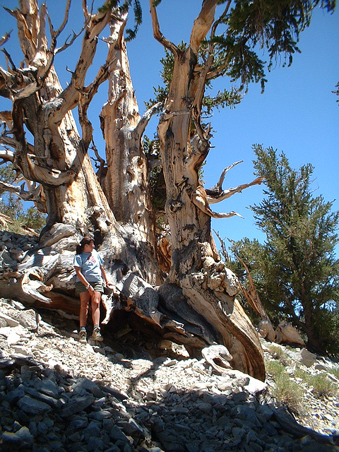 Bristlecone 23