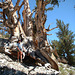 Bristlecone 23