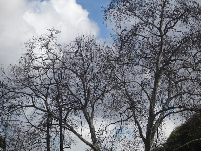 Cielo y árboles de Buenos Aires