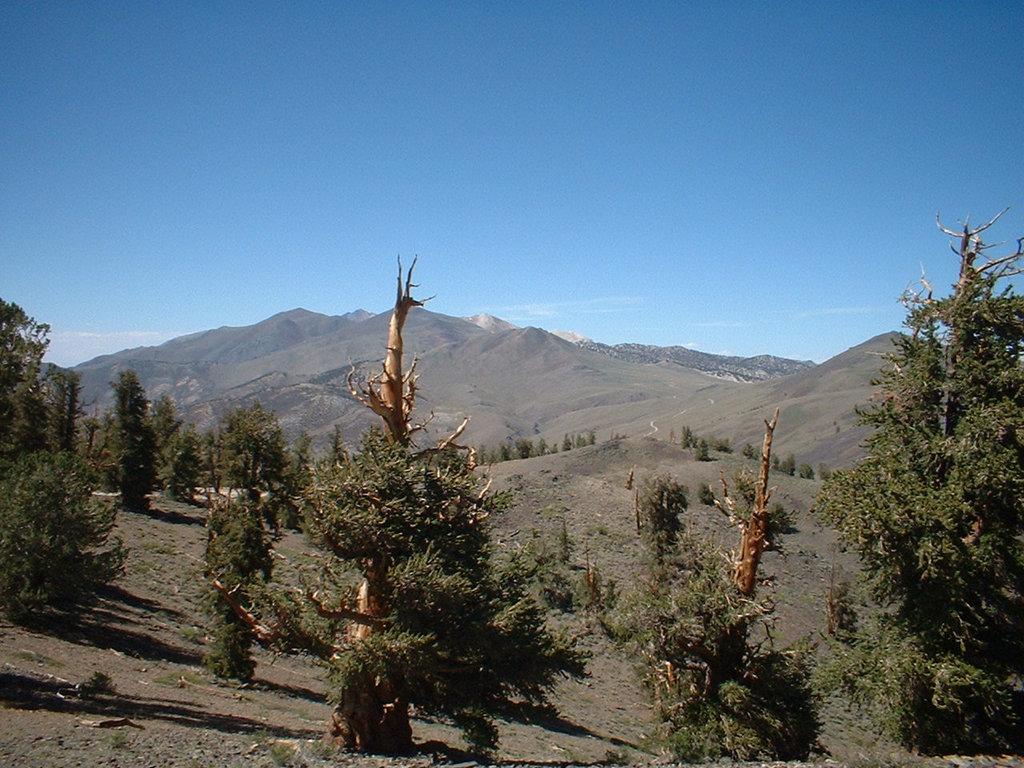 Bristlecone 33