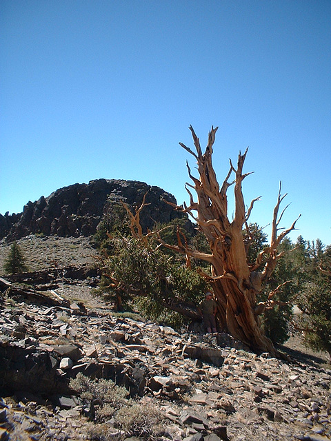 Bristlecone 37