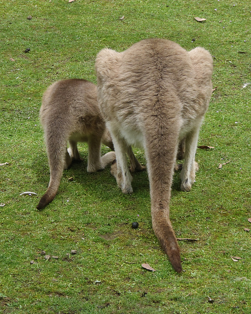 Tassie trip