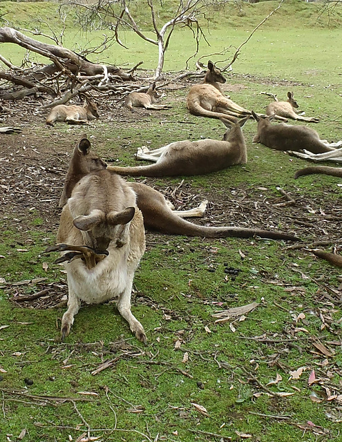 Tassie trip