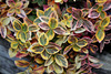 Euonymus fortunei ' Emerald 'n Gold