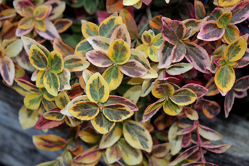 Euonymus fortunei ' Emerald 'n Gold