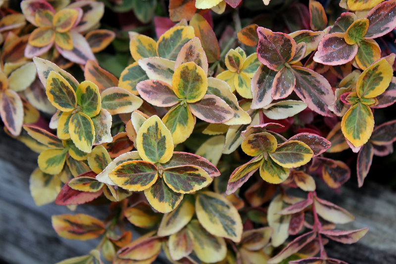 Euonymus fortunei ' Emerald 'n Gold