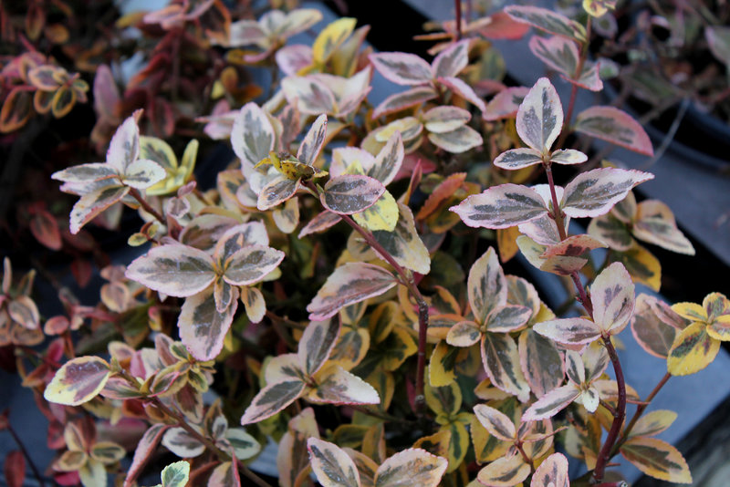Euonymus fortunei Emerald Gaiety (3)