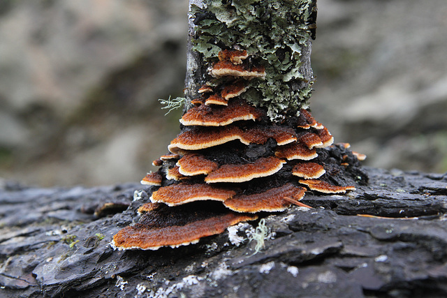 Rusty Gilled Polypore