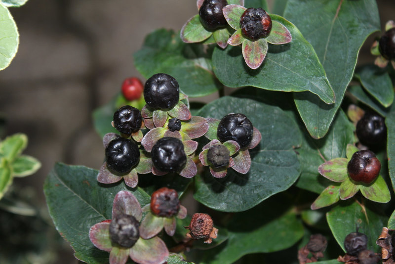 Hypericum (3)