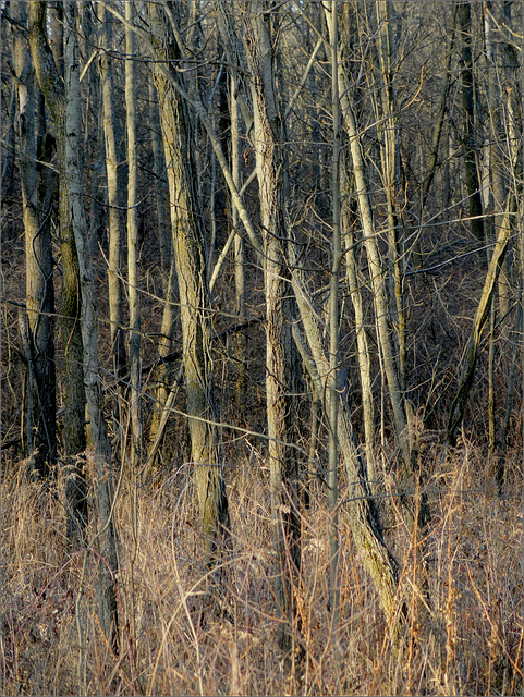 Trees @ Lincoln Brick Park