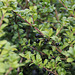 Ilex crenata convexa