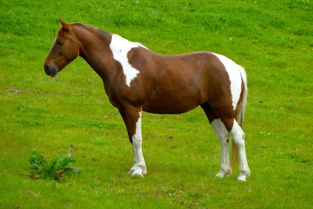 Resting horse