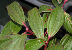 Viburnum davidii