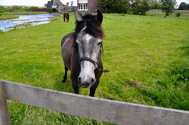 Friendly horse