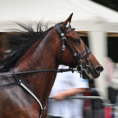 Short-track harness racing – Exertion