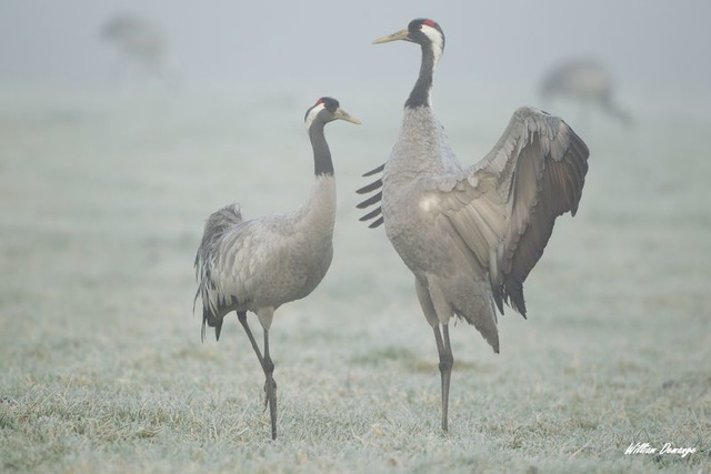 Grues cendrées