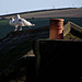 GULLS AND CHIMNEYS