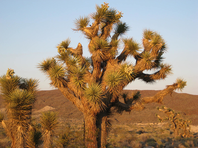 trona - ballarat - 08