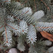 Picea pungens