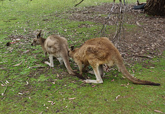 Tassie trip