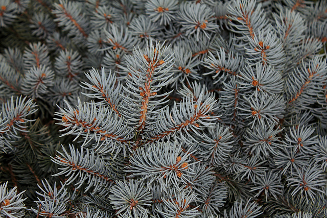 Picea pungens  (2)