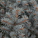 Picea pungens  (2)