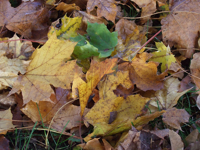 Damp Maple Leaves