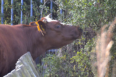 Cow